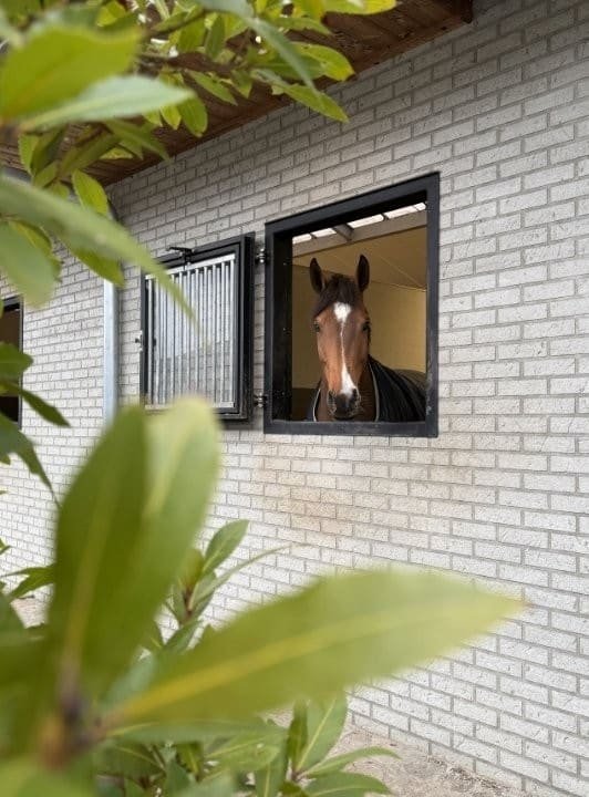 equi-elite-marketing-cavallini-fotoshooting-2-1